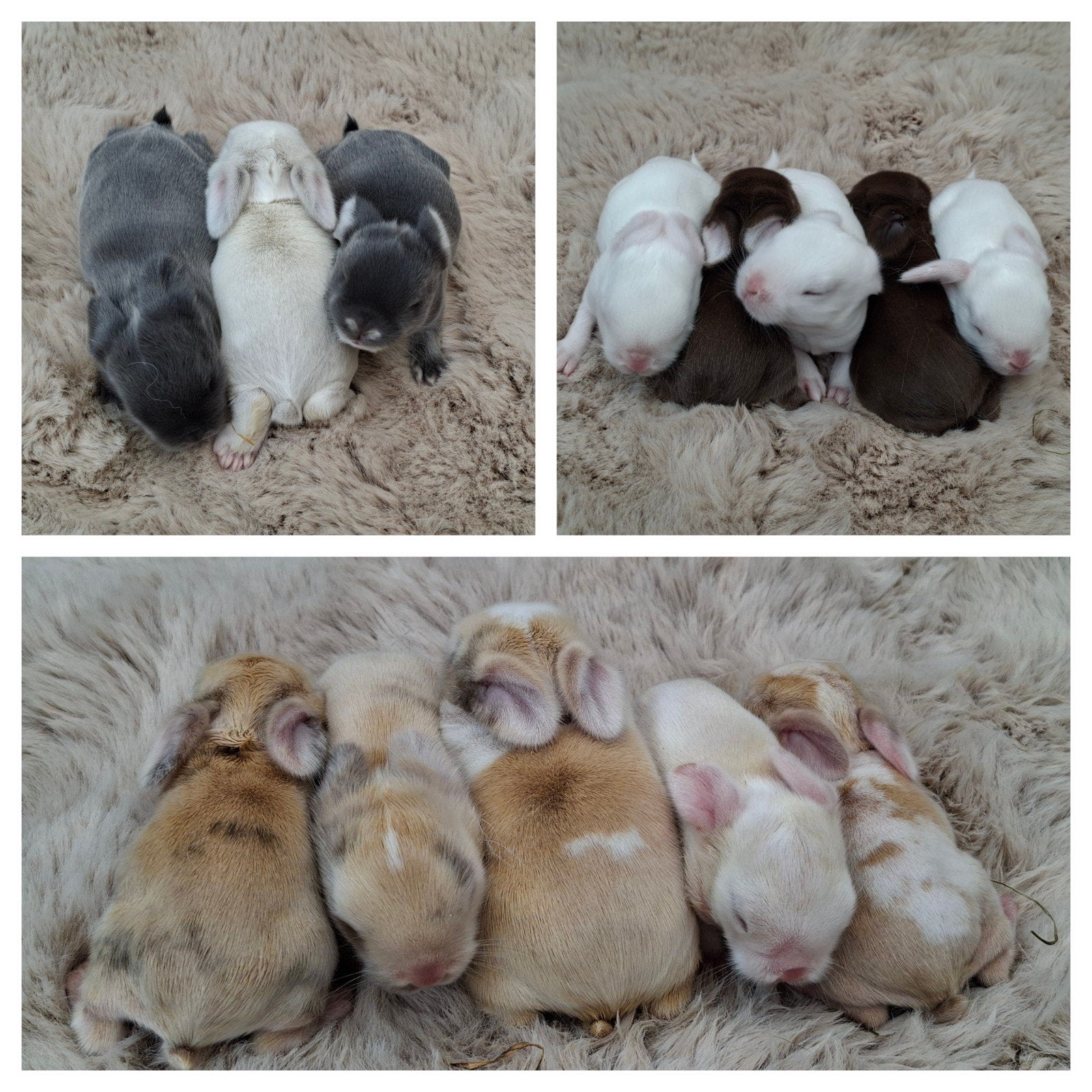 Prachtige Minilop x NHD baby konijntjes, Hangoor