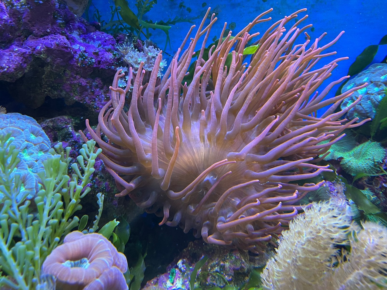Gigantische rode tepelanemoon, Dieren en Toebehoren, Vissen | Aquariumvissen, Overige typen, Zoutwatervis