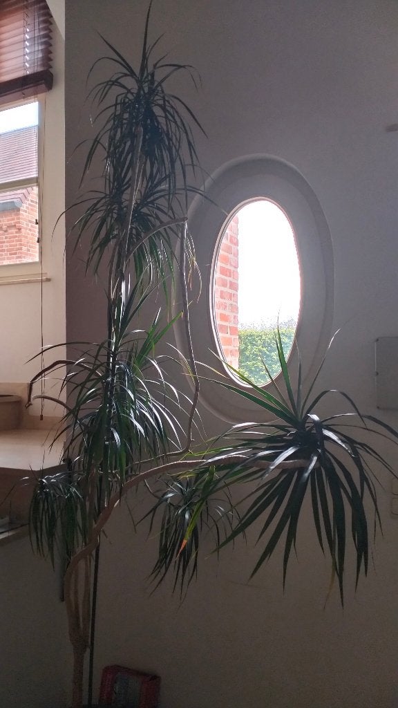Grote kamerplant Dracaena Marinata, Ophalen, 200 cm of meer, Overige soorten, Halfschaduw