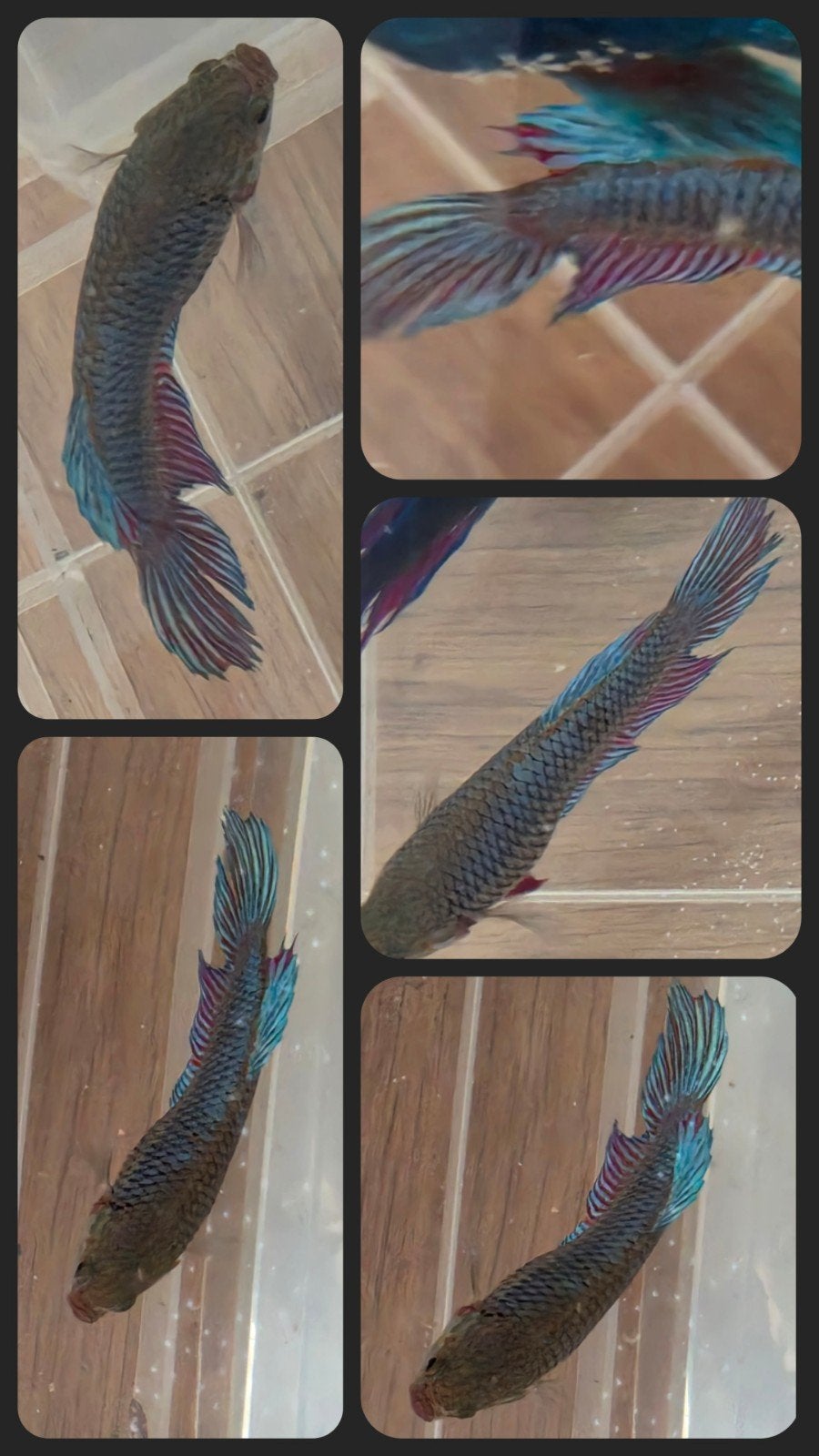Betta-vrouw 6,5 cm xl felle prachtige kleuren, Dieren en Toebehoren, Vissen | Aquaria en Toebehoren, Ophalen, Zo goed als nieuw