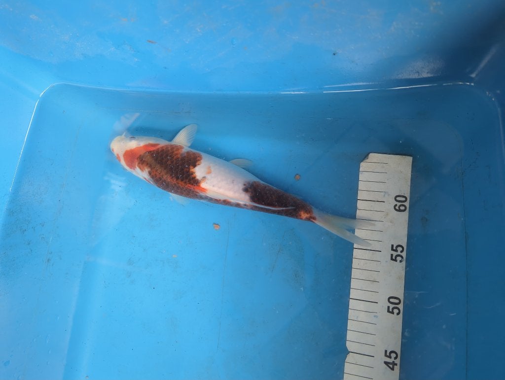 Japanse koi Goromo  29 cm, Karper of Koi