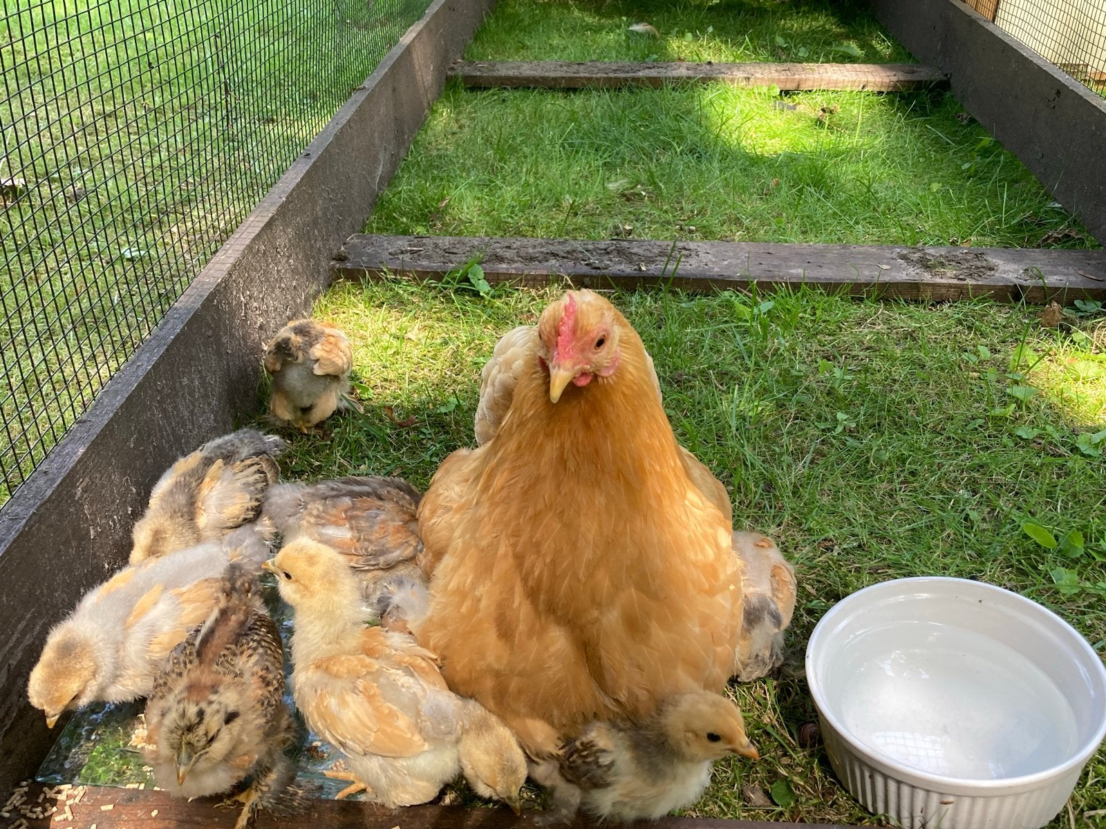 Kuikentjes te koop 7 st, Dieren en Toebehoren, Geslacht onbekend, Kip