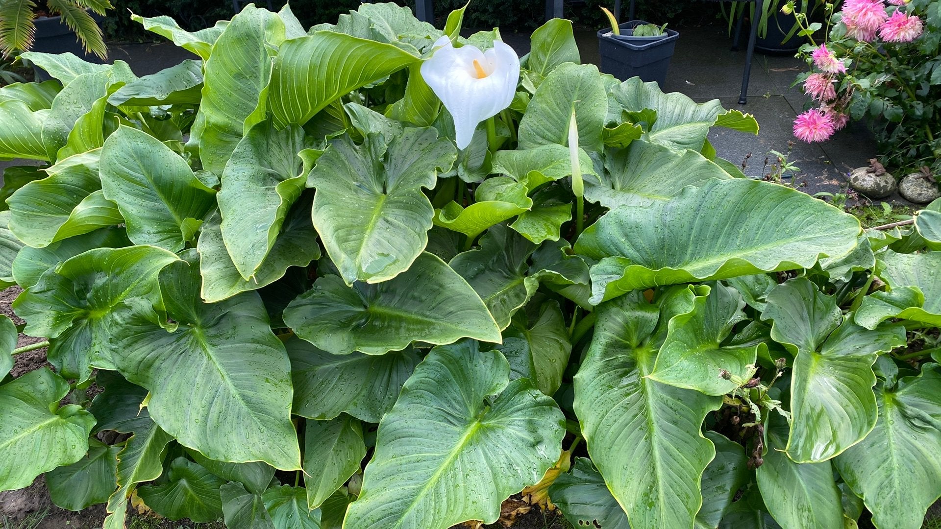 Aronskelk, Tuin en Terras, Ophalen, Overige soorten, Halfschaduw