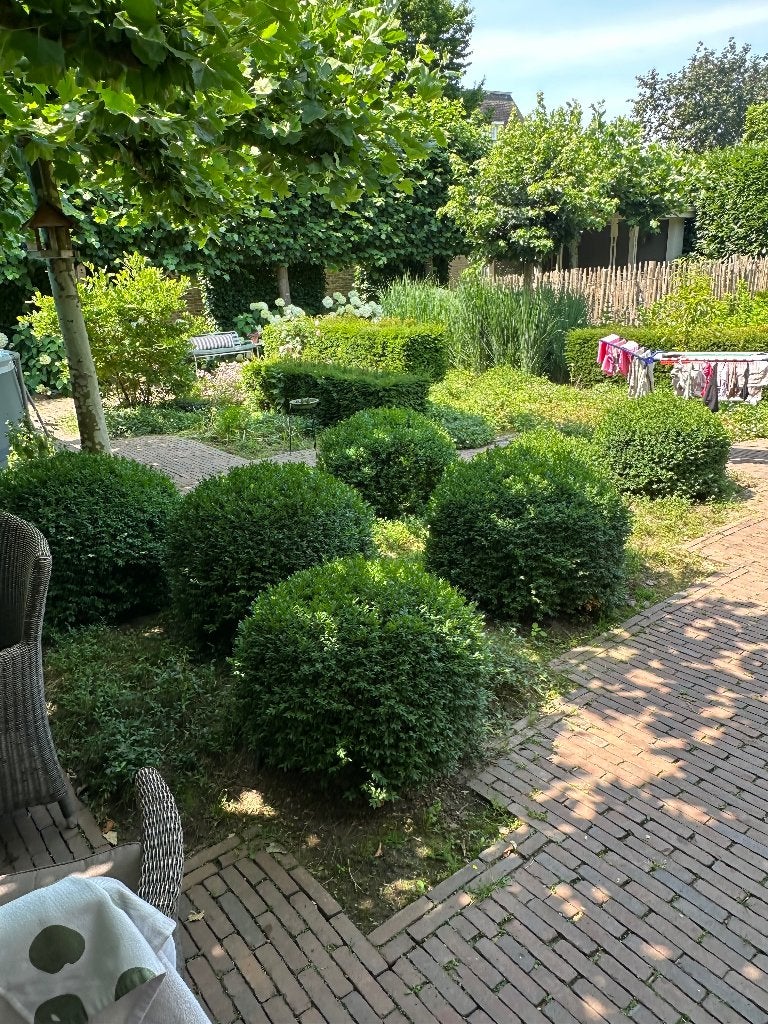 Buxes bollen KUNNEN VANDAAG OPGEHAALD WORDEN!!, Tuin en Terras, Planten | Tuinplanten, Ophalen, Volle zon, Vaste plant, Siergrassen