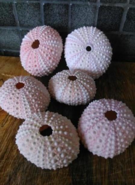 zee egel zeeegel spoetnik roze, Ophalen of Verzenden