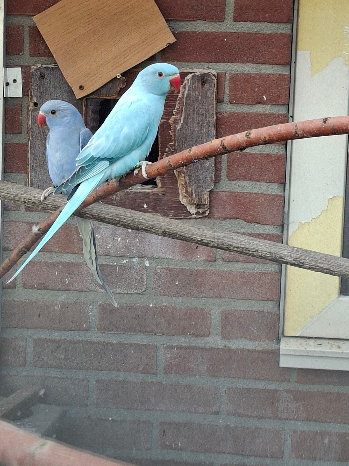 te koop diverse grote en kleine parkieten, Meerdere dieren, Parkiet