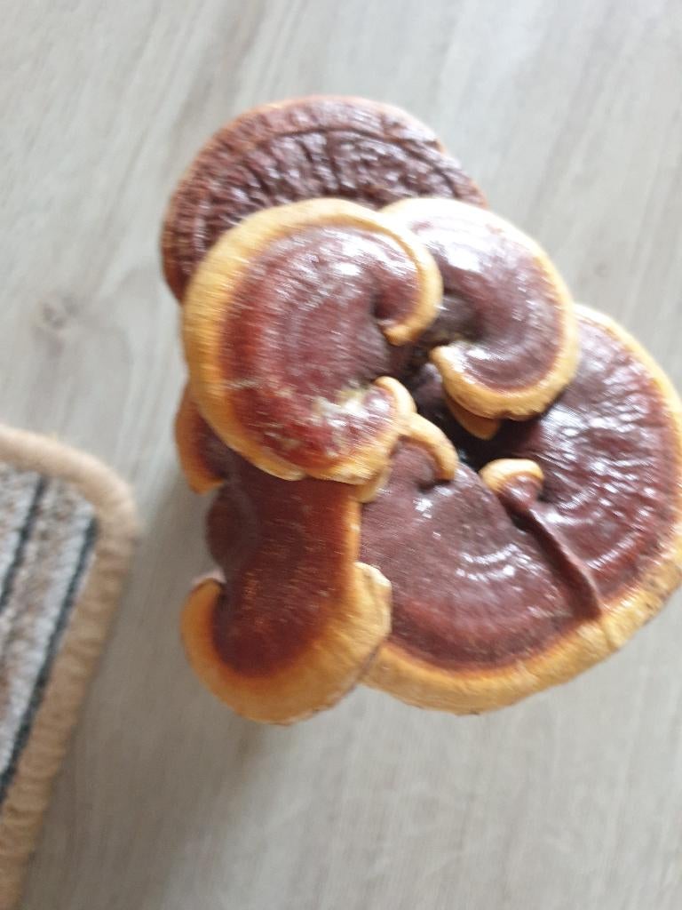 versteende paddenstoel canoderma lucidum lingzi nieuw, Verzamelen, Beelden en Beeldjes, Zo goed als nieuw, Mens, Ophalen