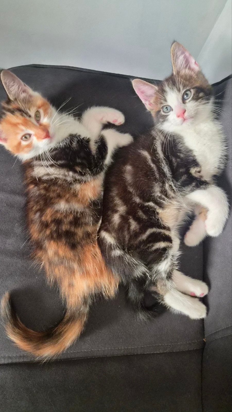 Kruising Maine Coon kittens