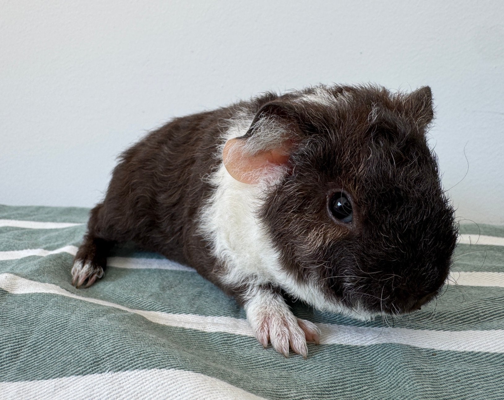 Lief beertje Jurre, Dieren en Toebehoren, Augustus, Mannelijk, Cavia