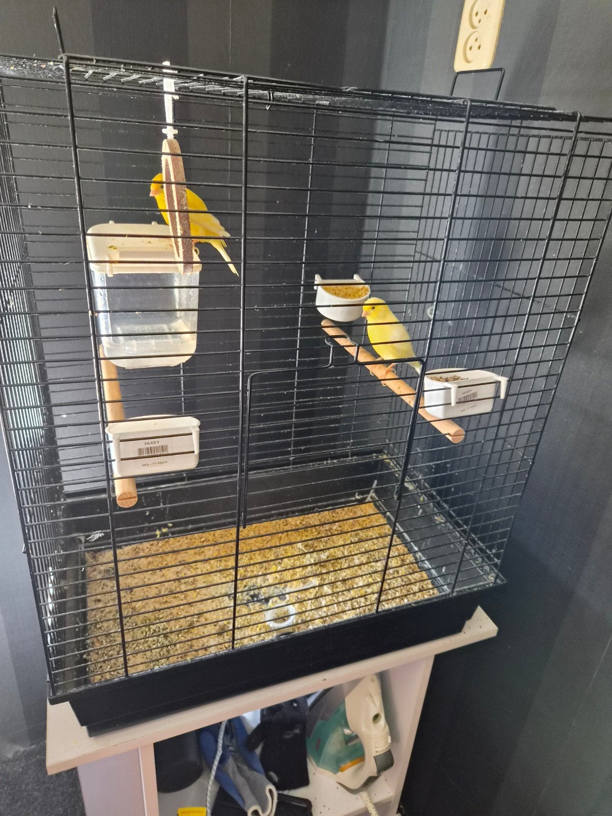 te koop 2 kanaries geel en zijn popen, Meerdere dieren, Kleurkanarie