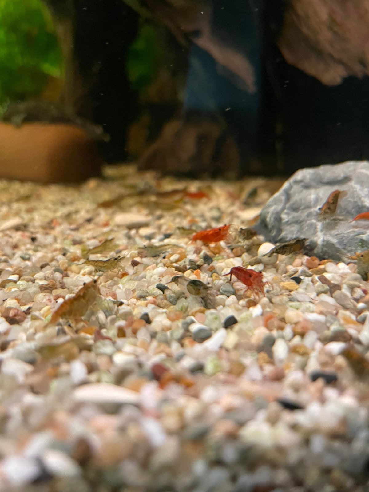 Mix Garnalen div door elkaar, Dieren en Toebehoren, Vissen | Aquariumvissen, Kreeft, Krab of Garnaal