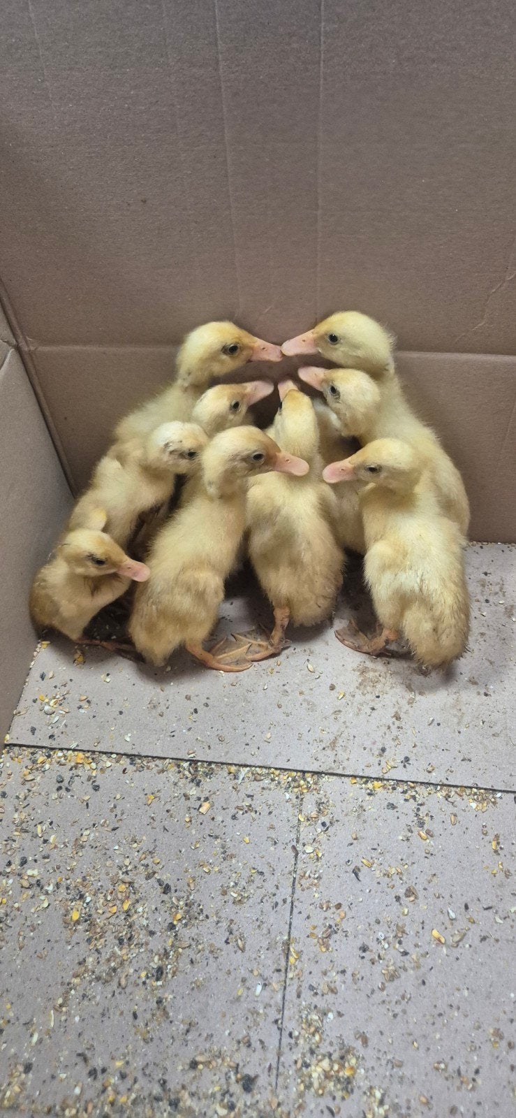 Kuikens pulletjes indische loopeend, Meerdere dieren, Eend