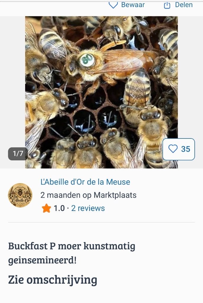 Buckfast P moer, oplichting!!, Dieren en Toebehoren, Insecten en Spinnen, Bijen
