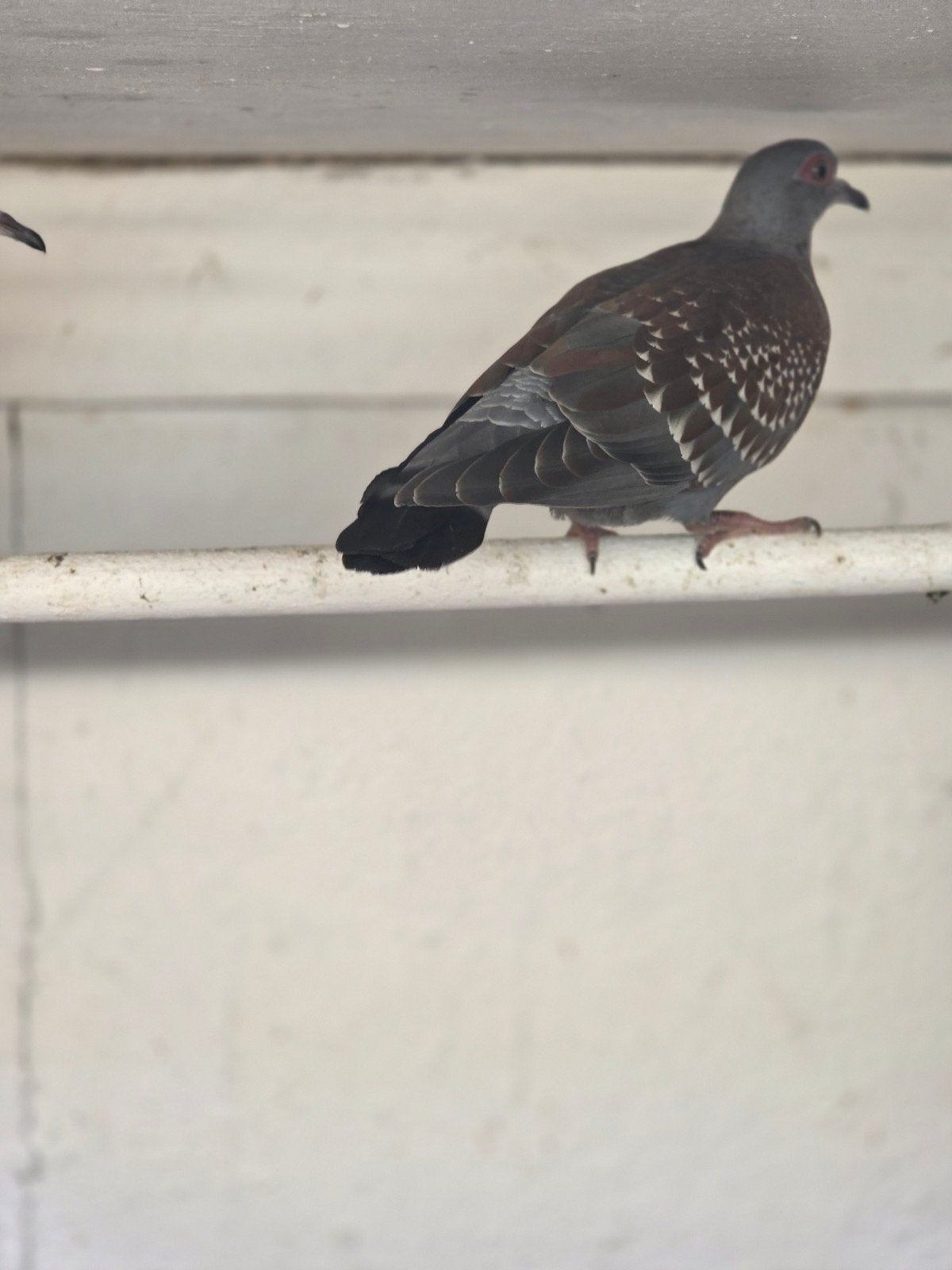 guinea duiven