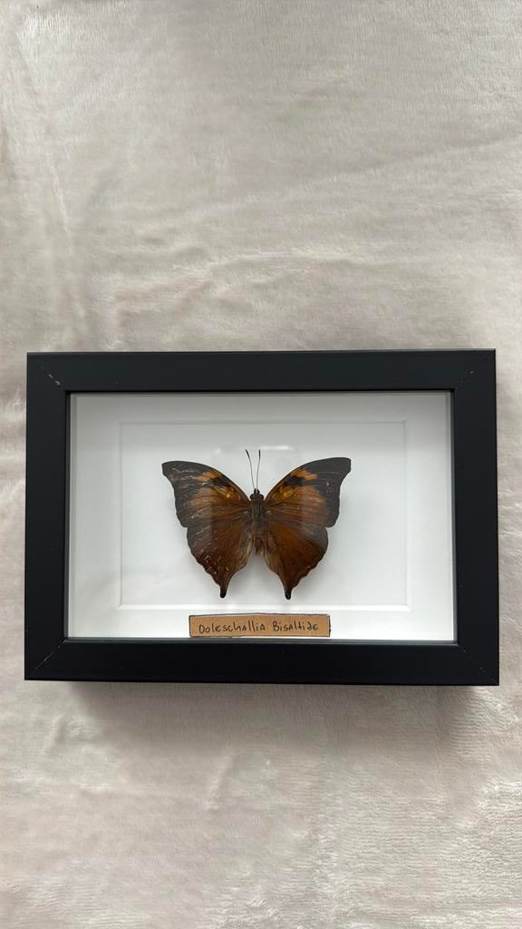 Vlinder in lijst klein bruin, Ophalen of Verzenden, Nieuw, Insect, Opgezet dier