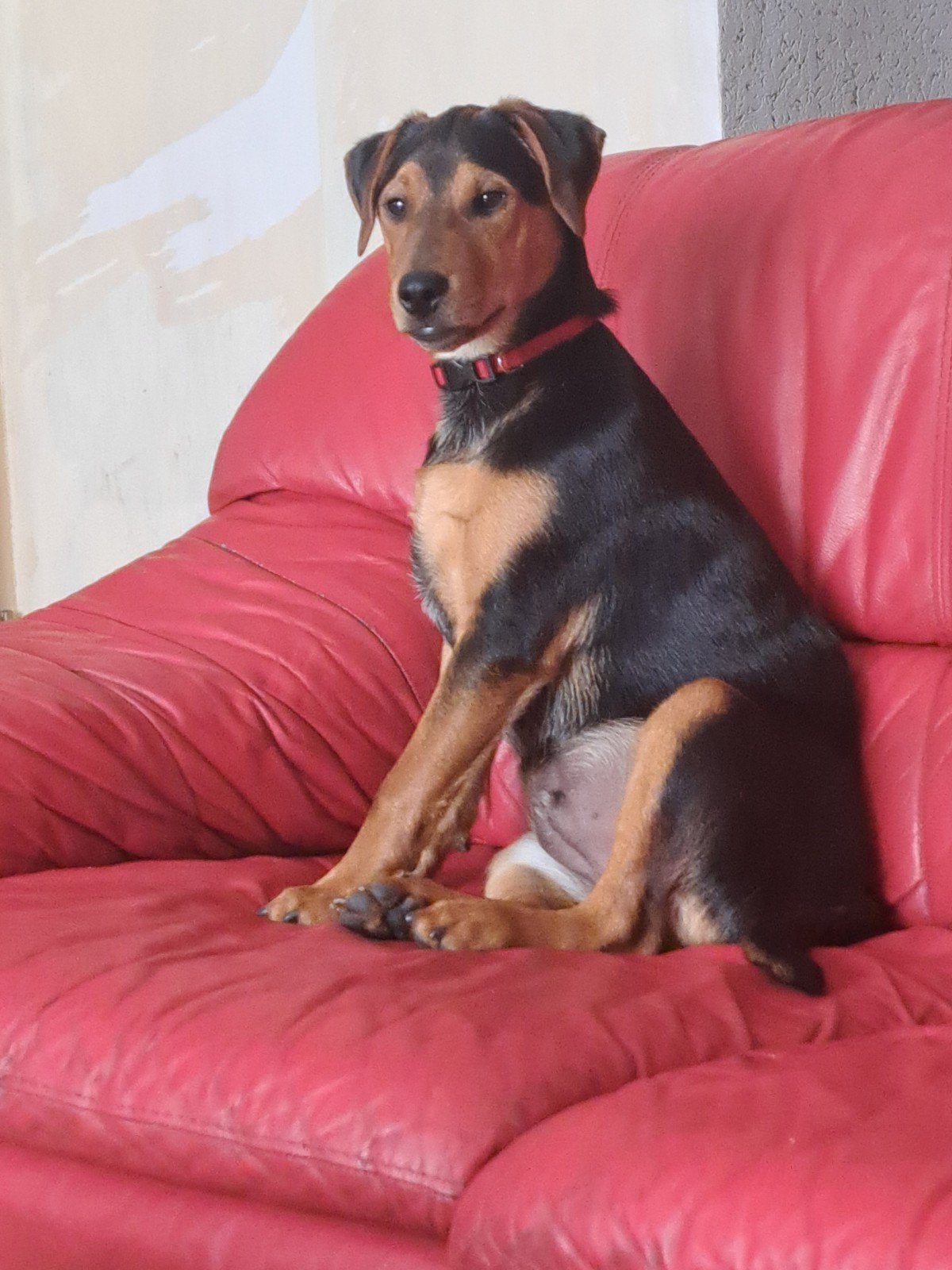 te koop jack russel terriër, Dieren en Toebehoren, Honden | Jack Russells en Terriërs, Reu, CDV (hondenziekte), Eén hond, Nederland