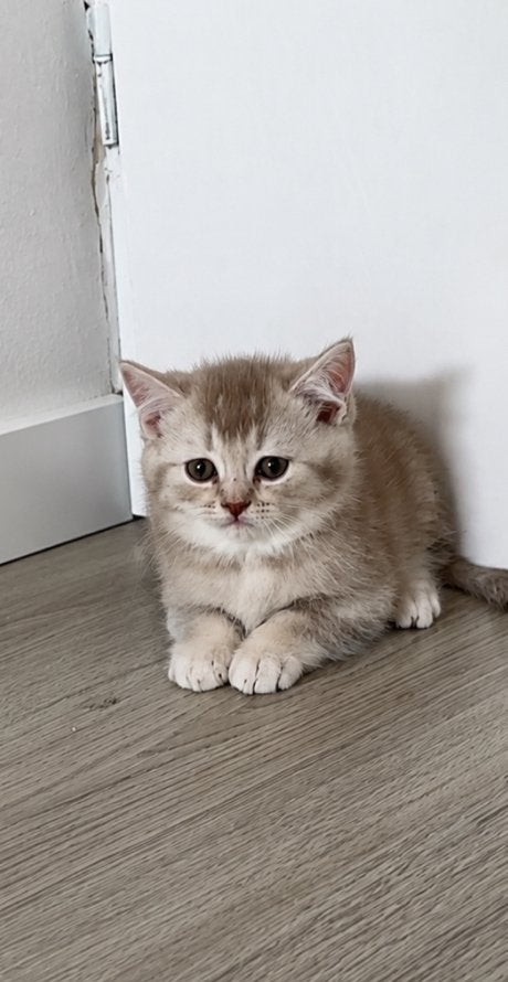 Britse korthaar kitten (kater), Dieren en Toebehoren, Katten en Kittens | Raskatten | Korthaar, Meerdere dieren, Ontwormd, 0 tot 2 jaar