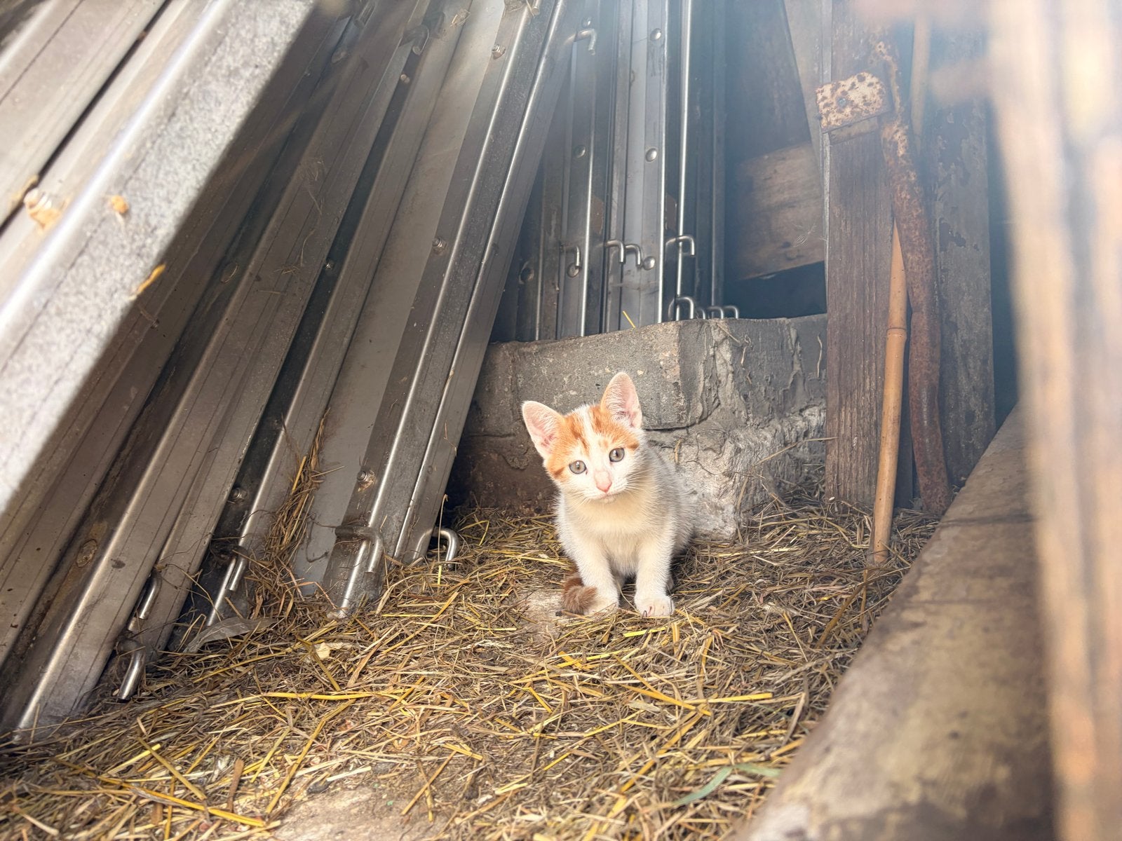 3 kittens, Meerdere dieren