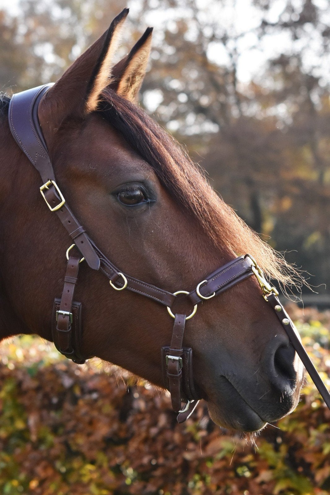 Gezocht! Human & Horse kaptoom maat paard, Dieren en Toebehoren, Ophalen of Verzenden