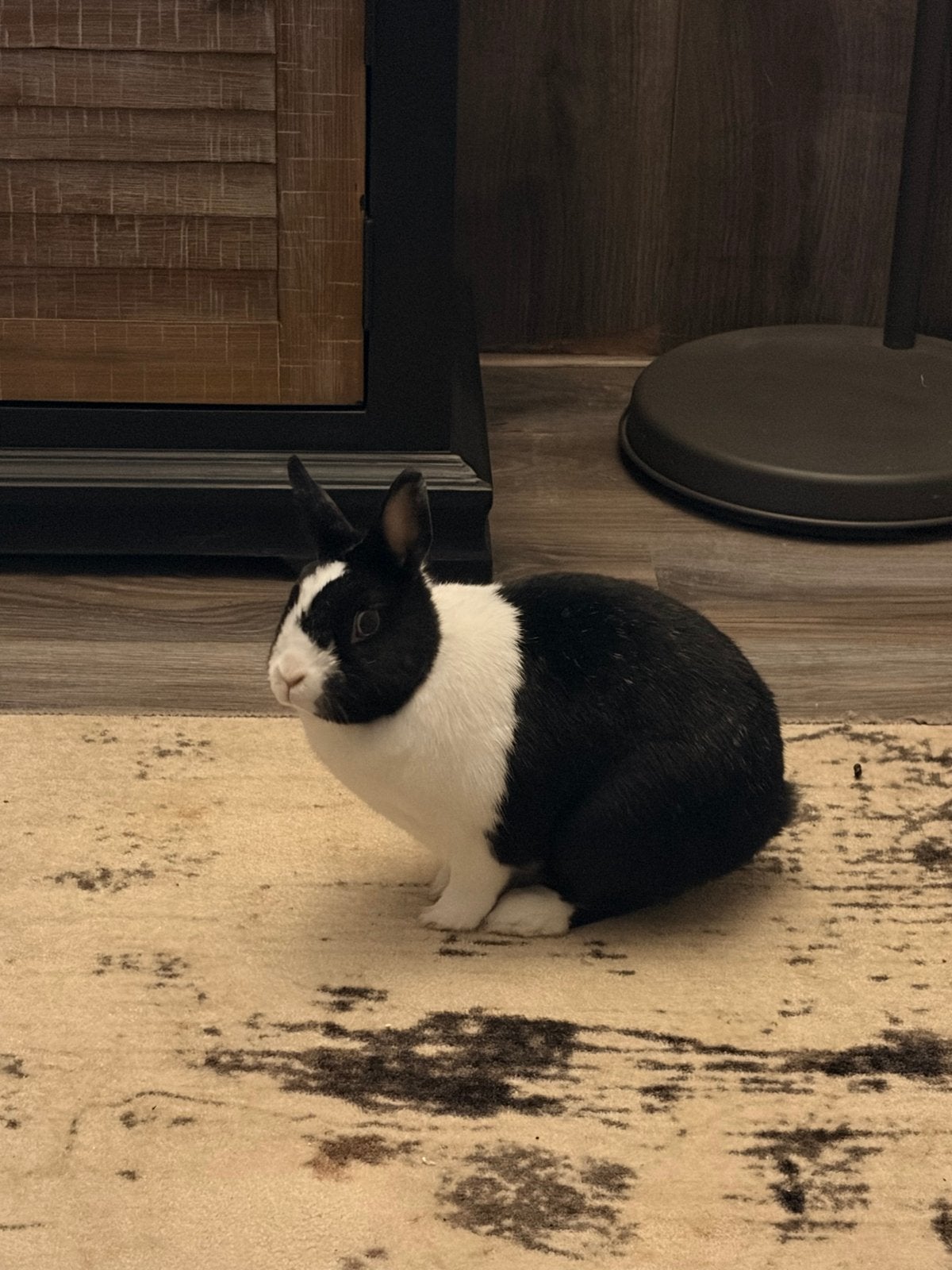 Gecastreerde ram, 4 jaar, Dieren en Toebehoren, Mannelijk