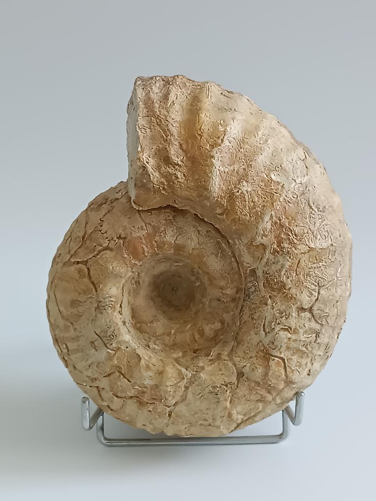 Forse mooie Ammoniet fossiel, Verzamelen, Ophalen of Verzenden, Fossiel