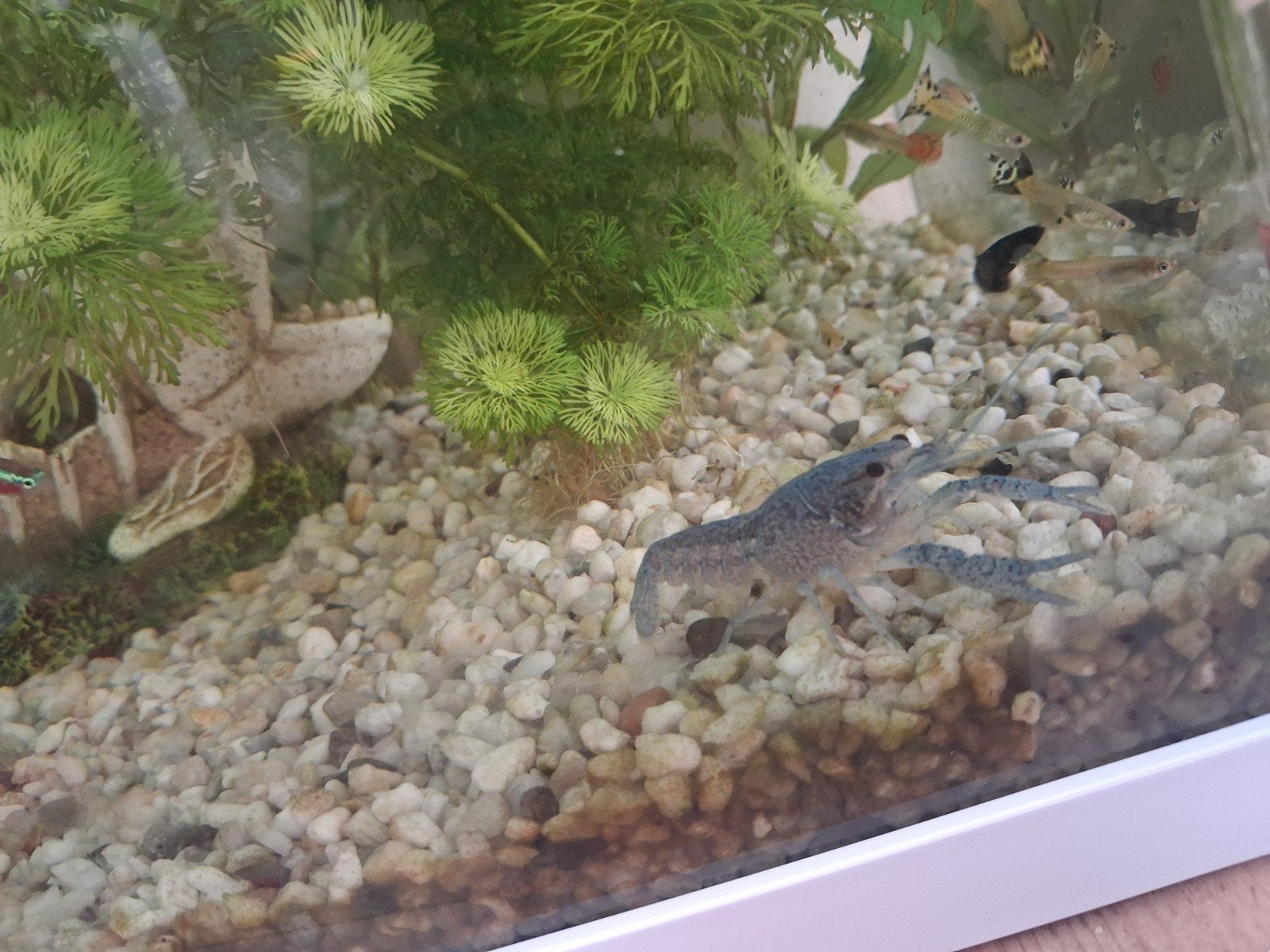 Blauwe kreeft, Dieren en Toebehoren, Vissen | Aquariumvissen, Vis