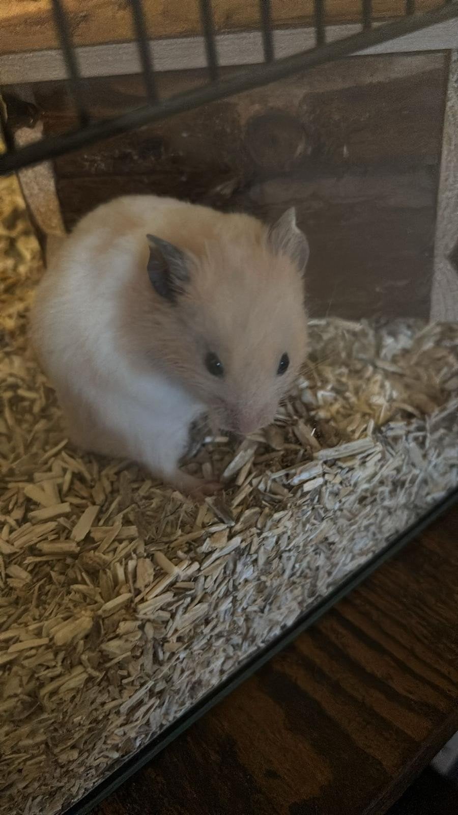 hamsters, Ophalen of Verzenden, Speelgoed