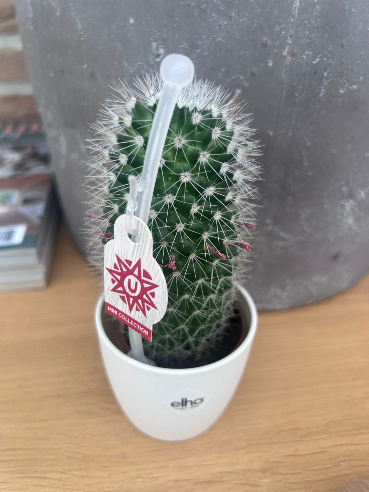 Leuke cactus met potje, Ophalen, Halfschaduw, Minder dan 100 cm, Groene kamerplant