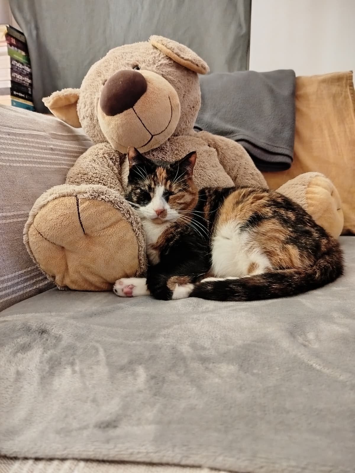 Ik ben Lulu en ik zoek een niuewe familie zsm, Poes