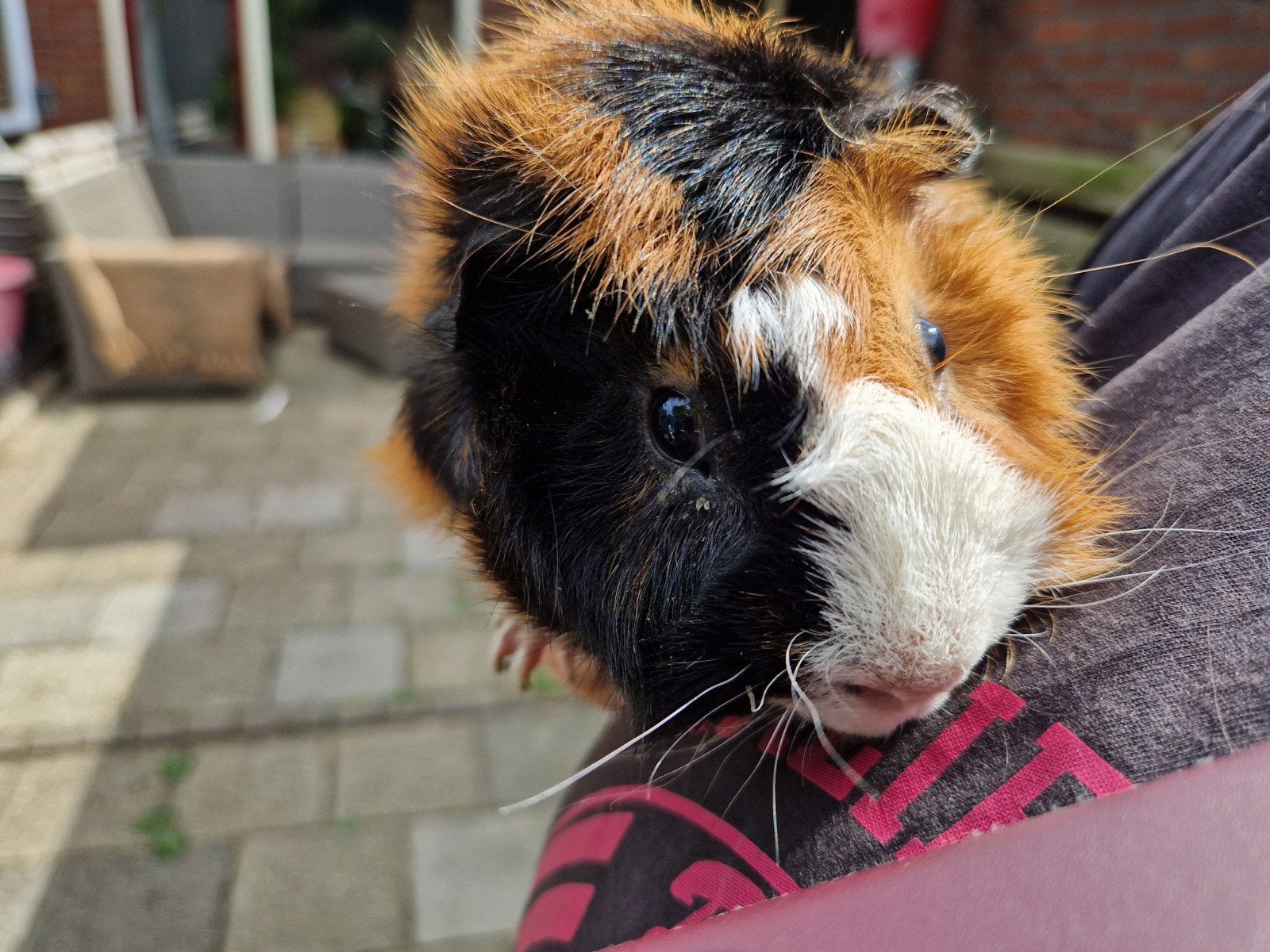 cavias zoeken nieuw huisje, Dieren en Toebehoren, Mei, Mannelijk, Cavia