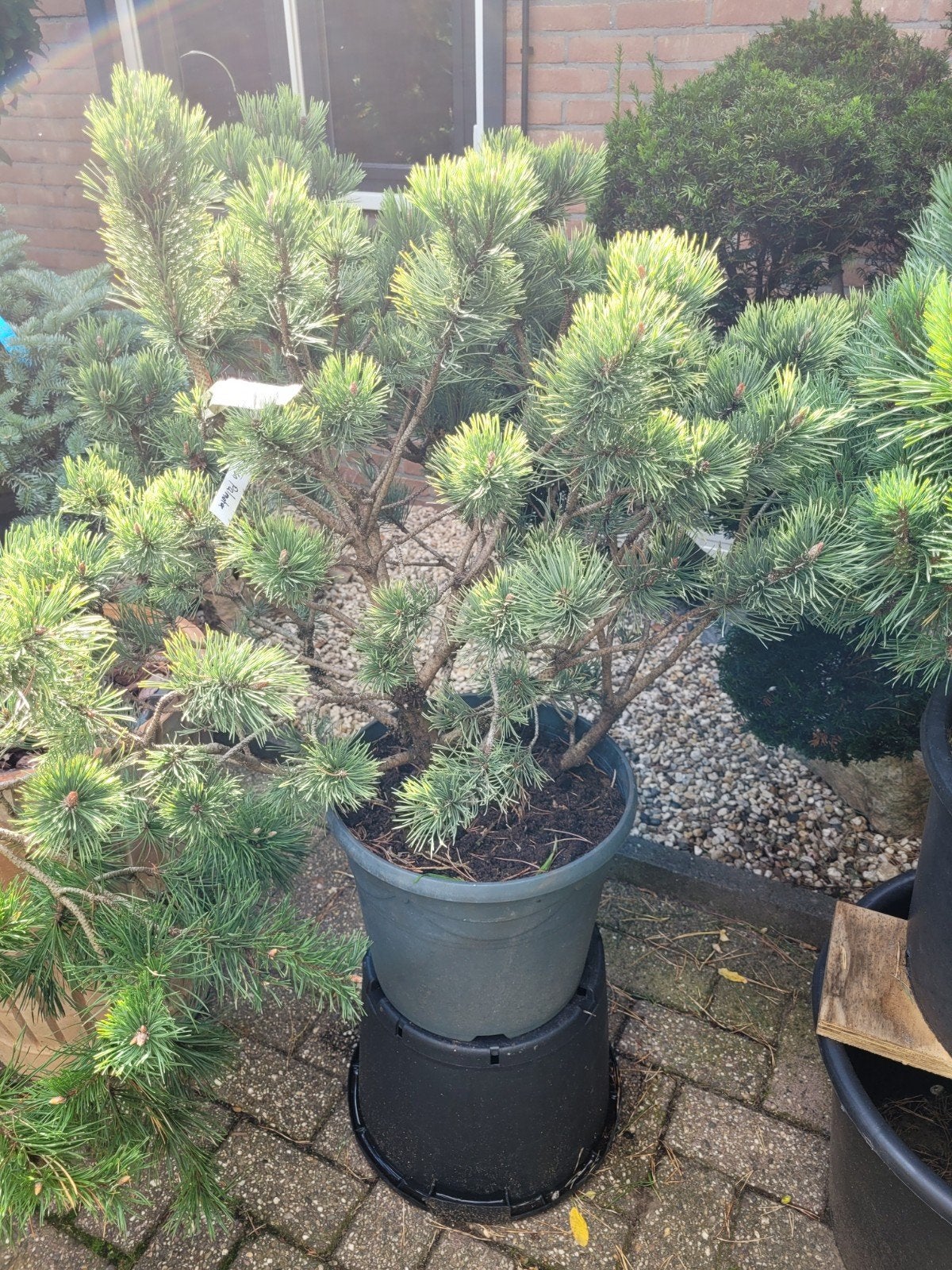 Pinus Mugo Palmeter - Dwergden voor tuin en terras, Ophalen, Conifeer, Struik, Minder dan 100 cm