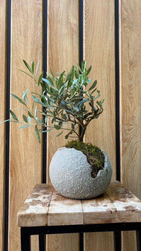 bonsai olijf, Bloeit niet, Overige soorten, Minder dan 100 cm, Ophalen