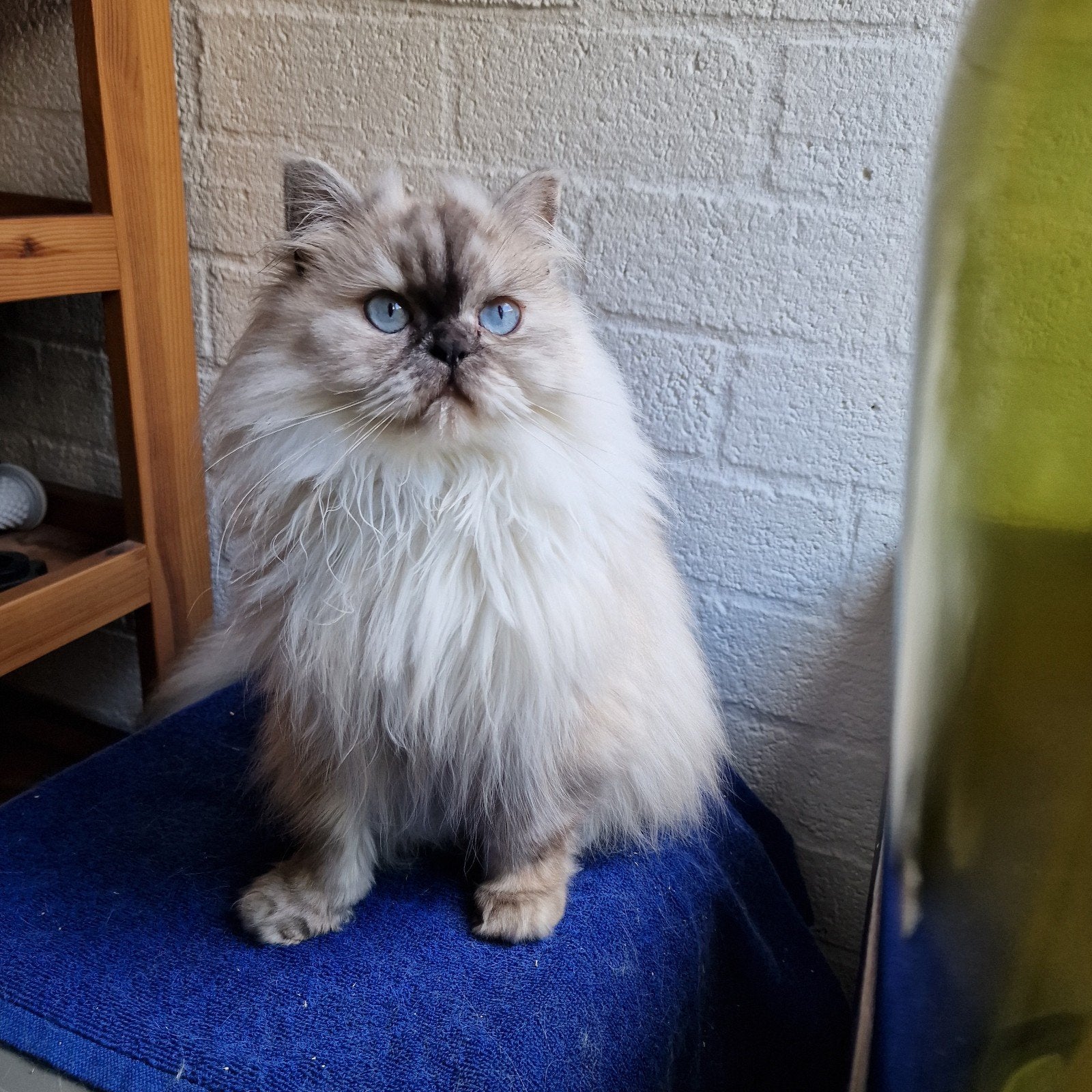 Perzische+Himalaya kat, Dieren en Toebehoren, Katten en Kittens | Raskatten | Langhaar, Poes