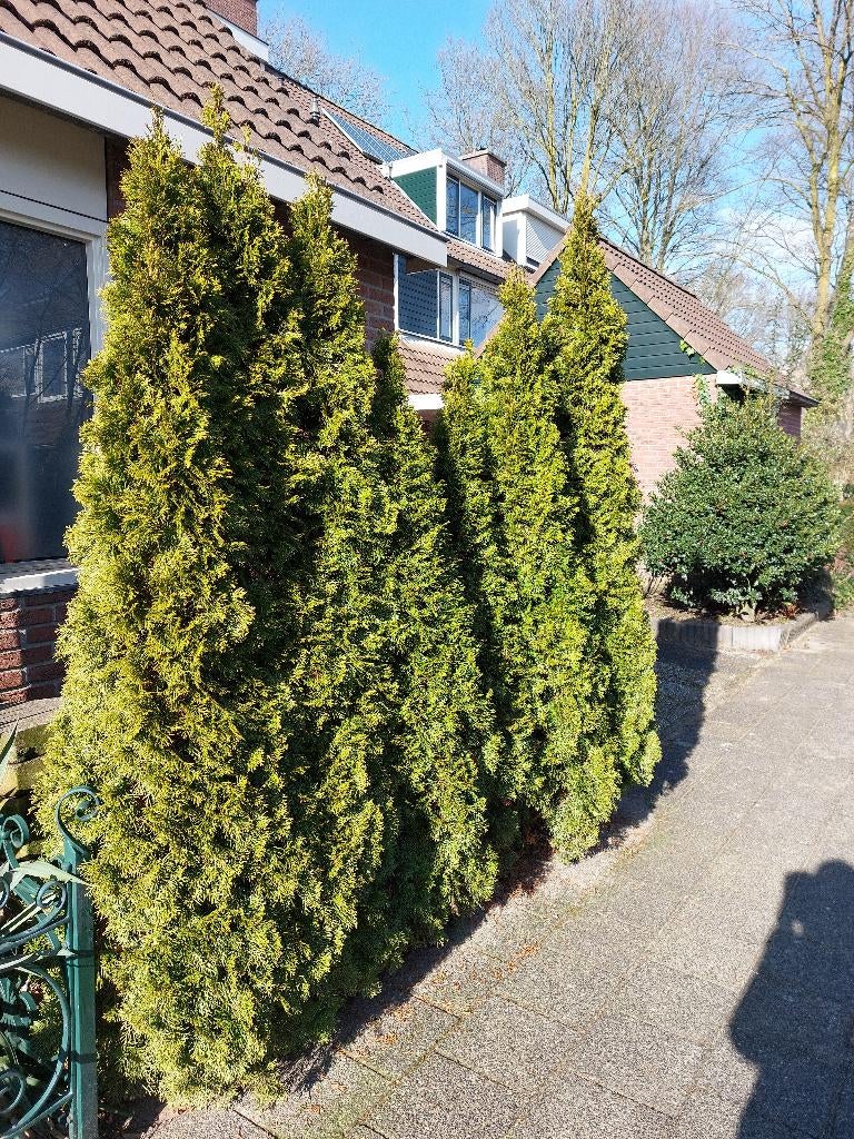 Coniferen, Ophalen, Conifeer, Haag, 100 tot 250 cm