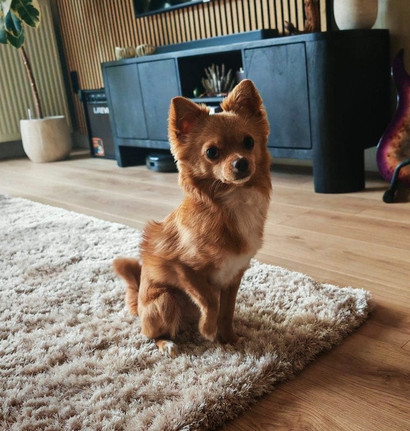 Pomchi reutje Bruno, Eén hond, 3 tot 5 jaar, Nederland, Particulier