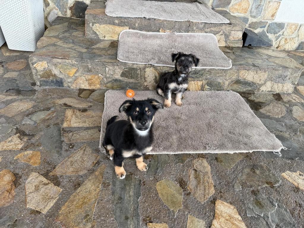 Puppys pup herplaatser adoptie, Dieren en Toebehoren, Honden | Niet-rashonden, Particulier, 15 weken tot 1 jaar, Buitenland, Parvo