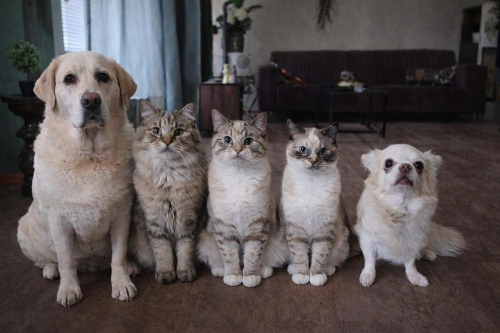 Jonge poesjes  en katertjes noch 5 stuks, Dieren en Toebehoren, Poes