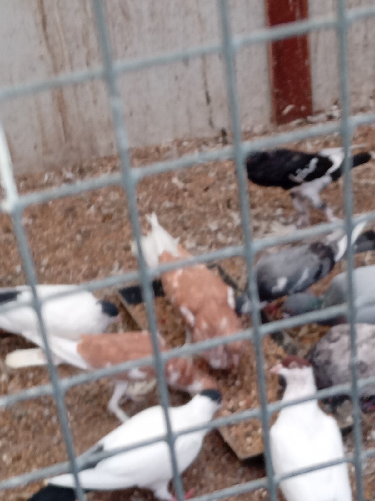 te koop veertien mooie Engelse dwerg kroppers., Dieren en Toebehoren, Ophalen of Verzenden