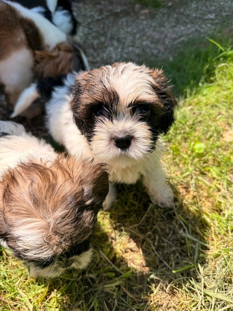 Leuke, gezonde Maltezer x Lhasa Apso pups nog 2 beschikbaar!, Dieren en Toebehoren, Honden | Niet-rashonden, Parvo, 8 tot 15 weken