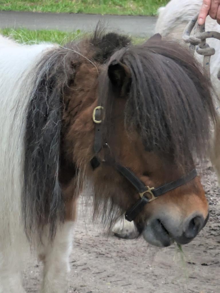 Te koop kleine maat shetlander ruin, Dieren en Toebehoren, Ruin, A pony (tot 1.17m)