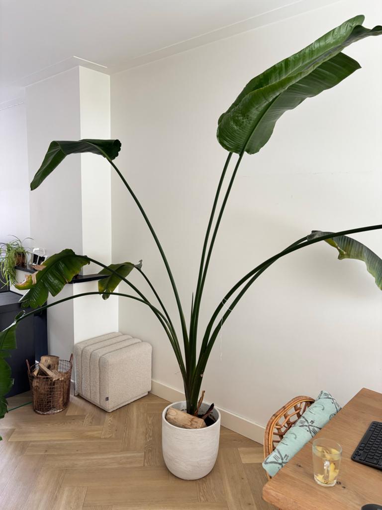 Grote Strelitzia Nicolai (Paradijsvogelplant), Huis en Inrichting, Kamerplanten, Overige soorten, 200 cm of meer, Groene kamerplant