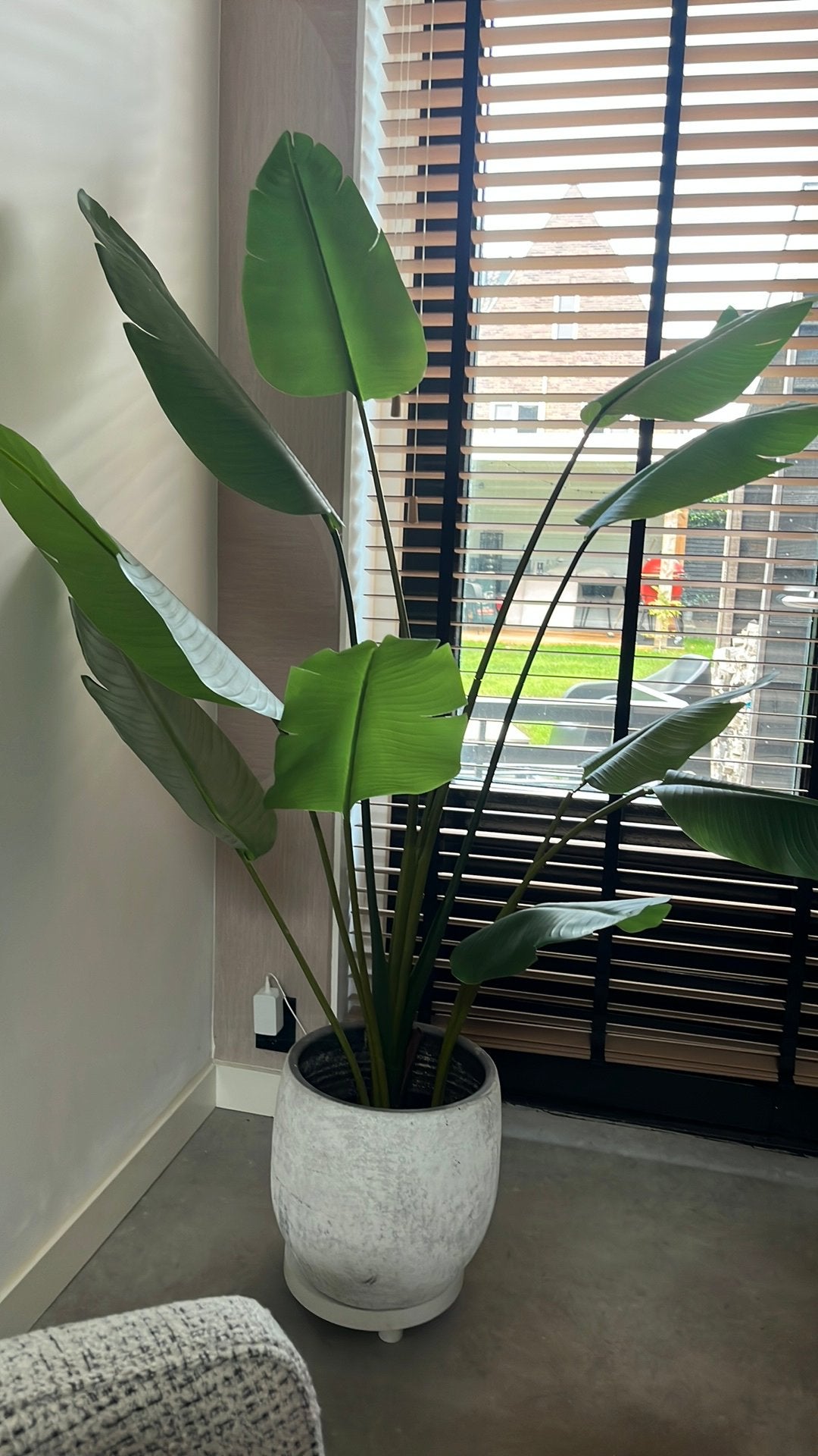 Ikea kunstplant, Ophalen, Halfschaduw, Minder dan 100 cm