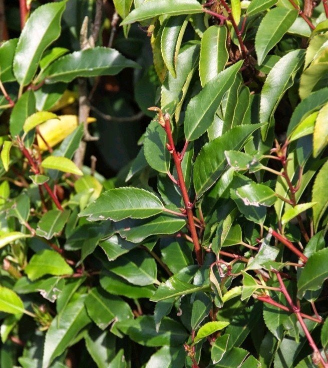 Portugese laurier op stam - Prunus lusitanica Angustifolia, Tuin en Terras, Bloeit niet, Halfschaduw, 100 tot 250 cm, Ophalen