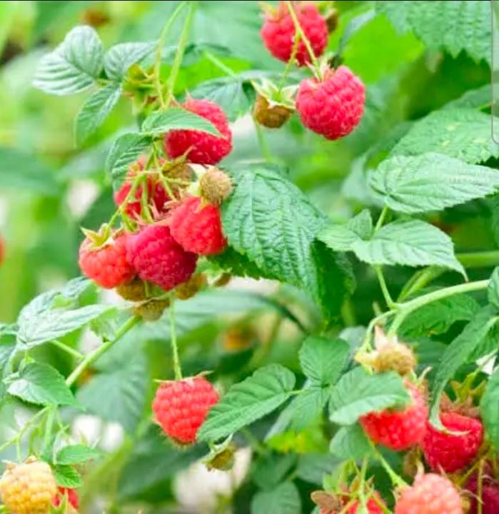 frambozenstekken biologisch, Tuin en Terras, Planten | Tuinplanten, Ophalen, Vaste plant, Fruitplanten, Volle zon