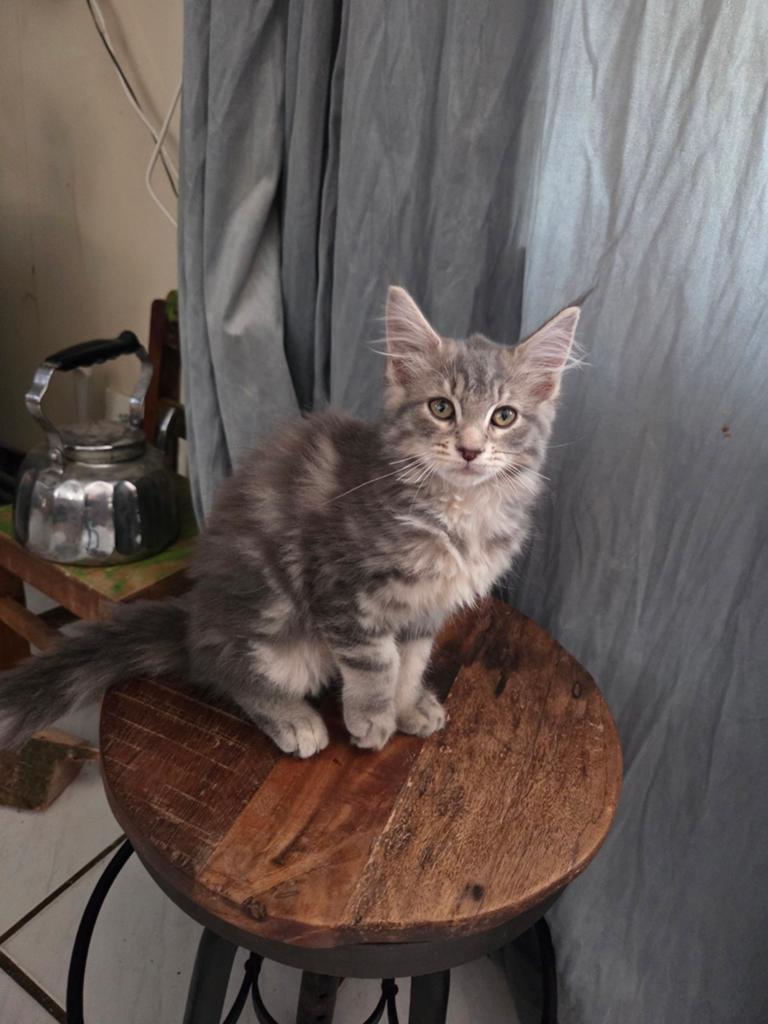 Te koop mainecoon kitten., Poes, Gechipt, 0 tot 2 jaar