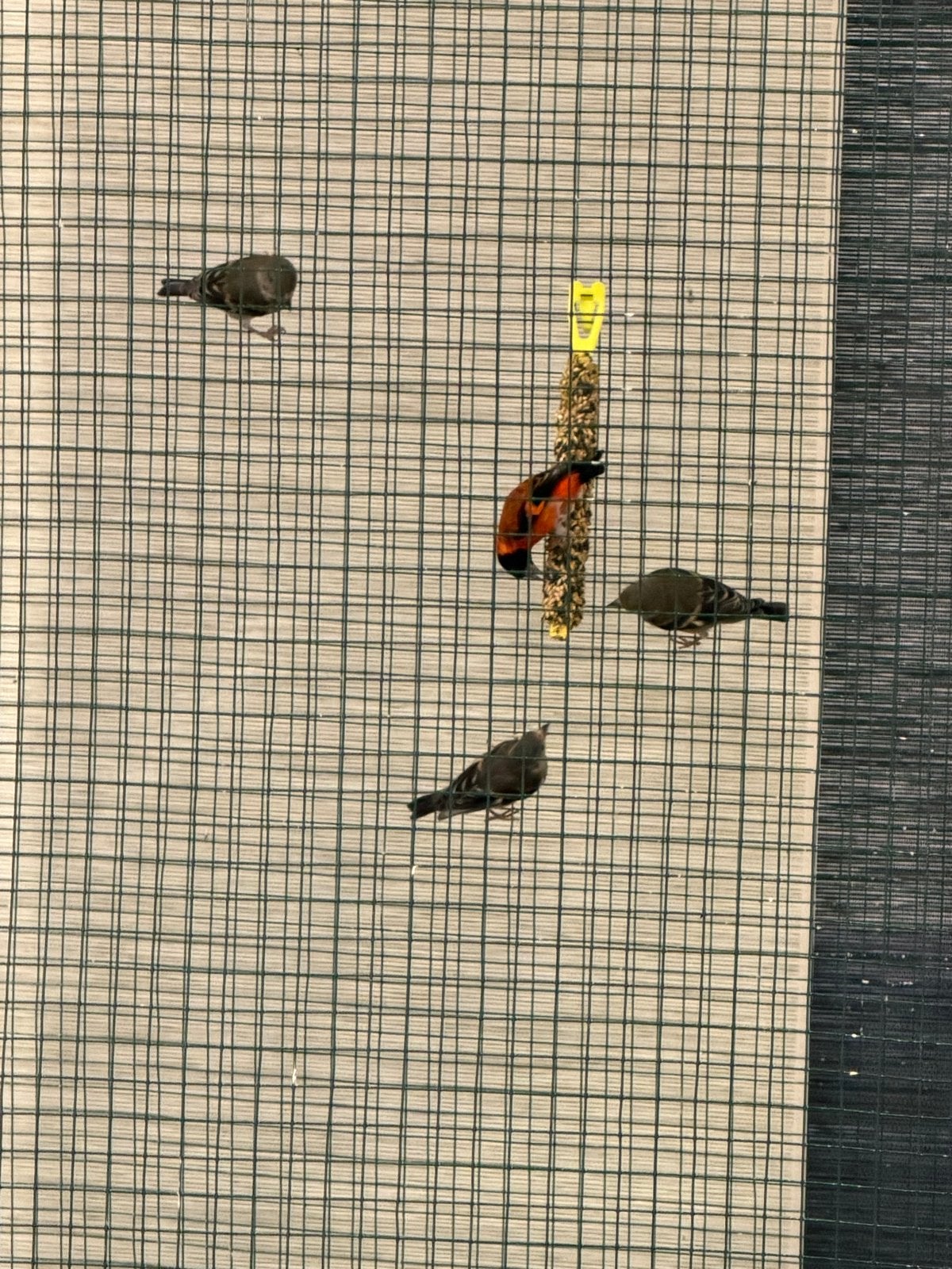Kapoetsen sijs, Dieren en Toebehoren, Meerdere dieren, Wildzangvogel