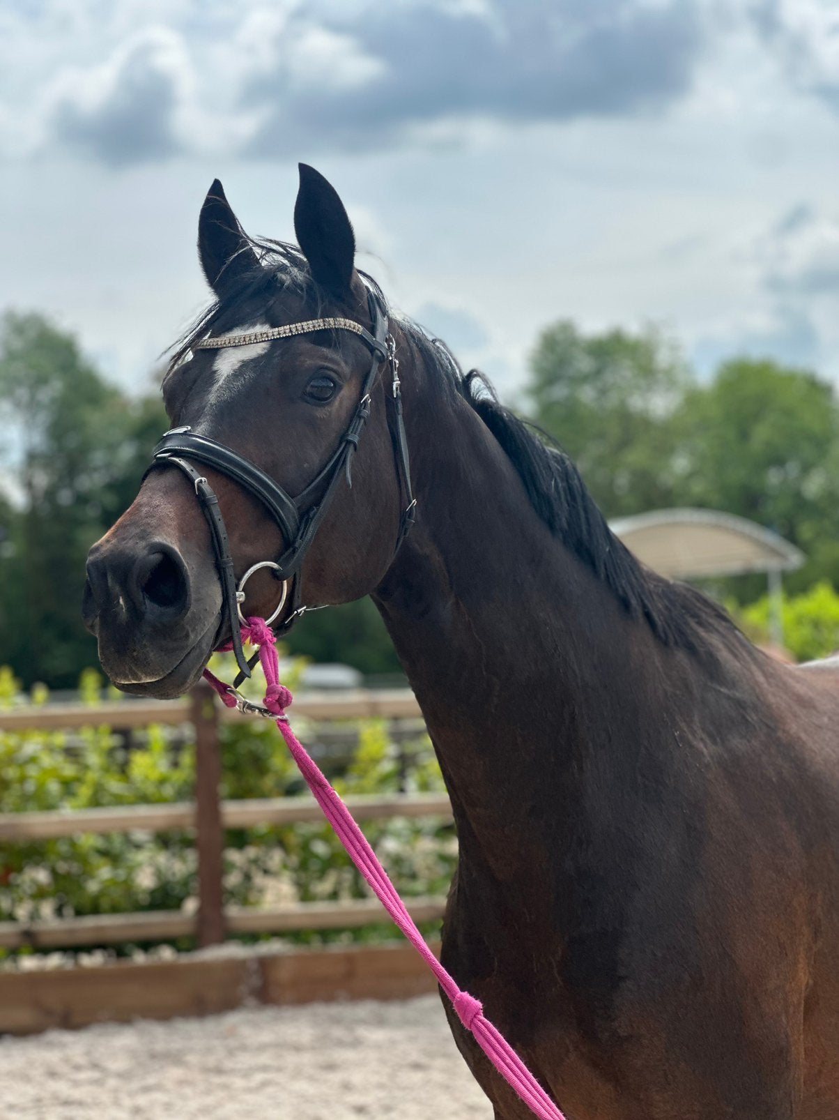Fokmerrie met kwaliteit, Merrie, Dressuurpaard, 11 jaar of ouder, 165 tot 170 cm