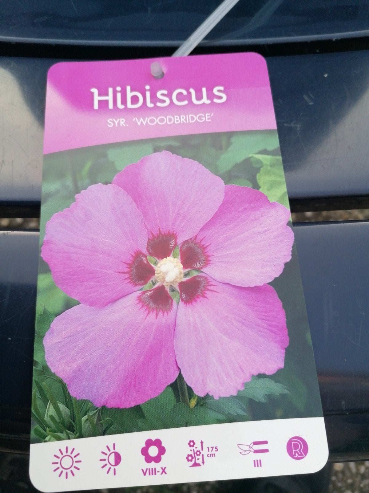 Jonge Hibiscus struikjes - paarse bloemen, Ophalen