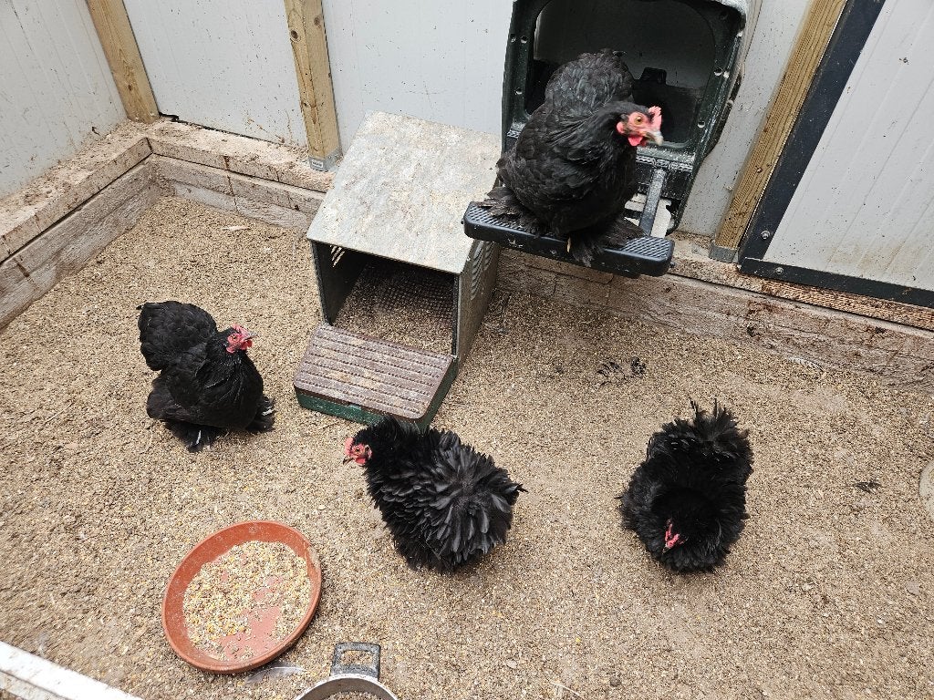 2 Cochin kriel hennen gladveer, Dieren en Toebehoren, Pluimvee, Vrouwelijk, Kip