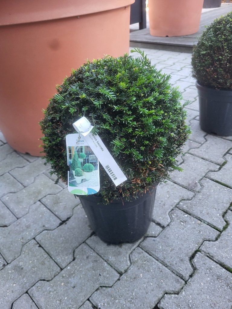 Taxus baccata bol, Tuin en Terras, Bloeit niet, Halfschaduw, Ophalen of Verzenden, Minder dan 100 cm